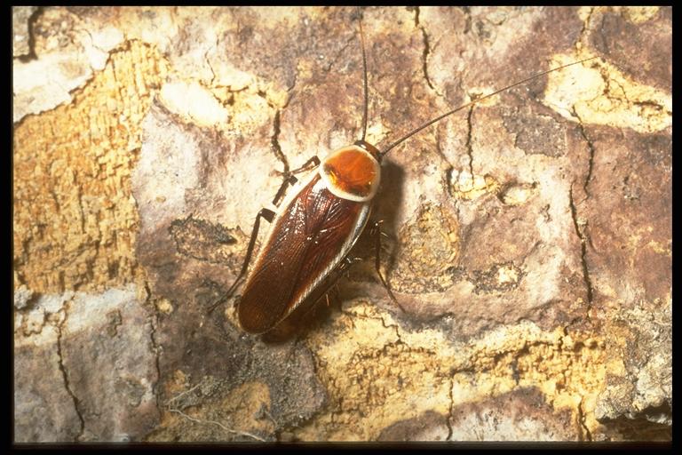 Waterbug, palmetto bugs, roach